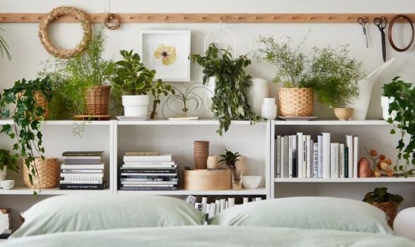 Plantas para quartos: 10 opções para decorar o ambiente