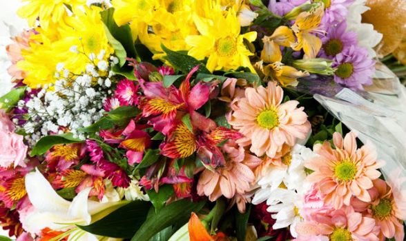 Floriculturas no Cabanga - Recife